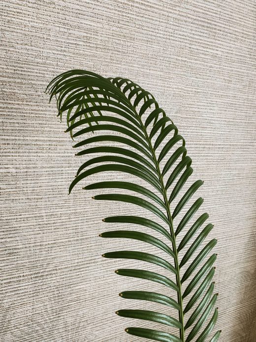 Close-up of natural grasscloth wallpaper with a palm-leaf shadow
